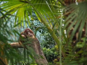 Orang Utan